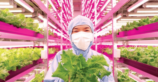 Modelo de cultivo indoor