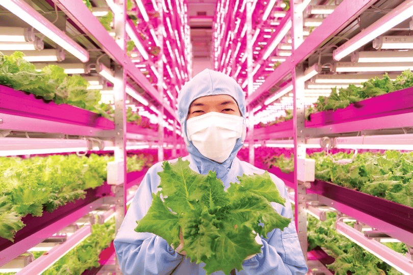 Cultivo indoor: o método contemporâneo em potencial para a produção de alimentos
