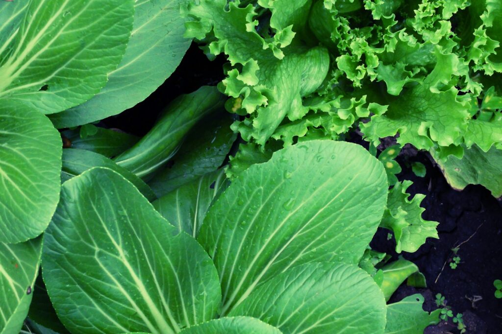Histórias de pessoas que revitalizaram áreas abandonadas com o cultivo de espécies Engenharia 360
