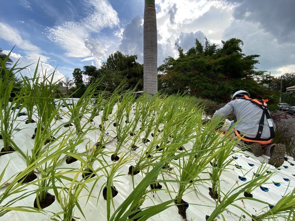 Telha hidropônica Kaatop: a primeira solução comercial para telhados verdes e jardins verticais telha hidropônica