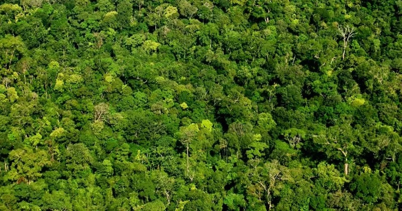 Pesquisa Amazônia - sobrevoo Halo floresta