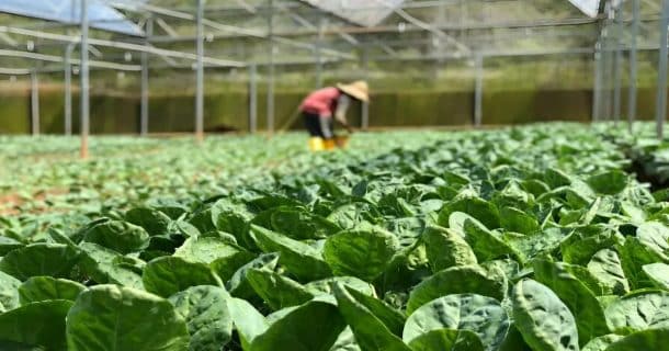 Engenharia de Horticultura