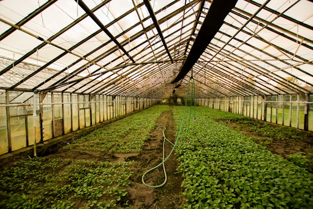 O que fazer no mercado como um profissional formado em Engenharia de Horticultura? Engenharia de Horticultura
