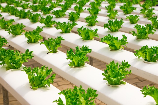 comércio e indústria de alimentos