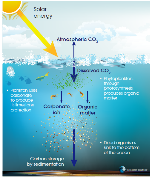 Ocean Based Climate Solutions (Soluções Climáticas Baseadas no Oceano)