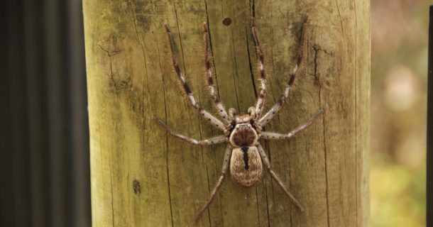 robô cadáver de aranha