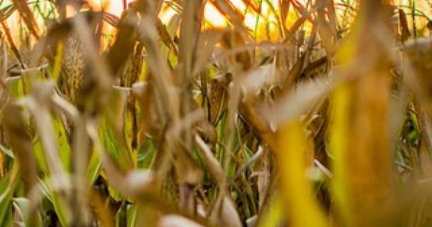 Engenharia Agrícola, Engenharia Agronômica e Agronomia