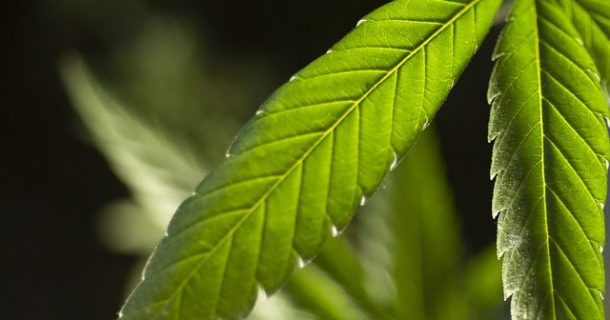 Trema micrantha - Canabidiol