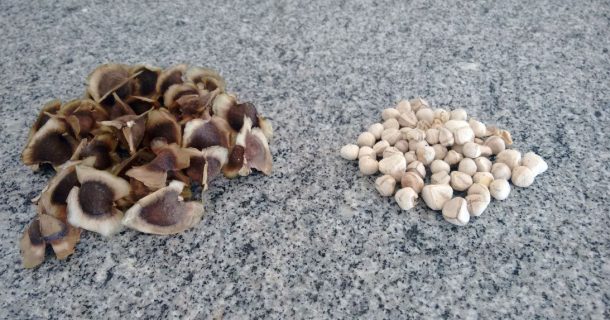 coagulantes naturais