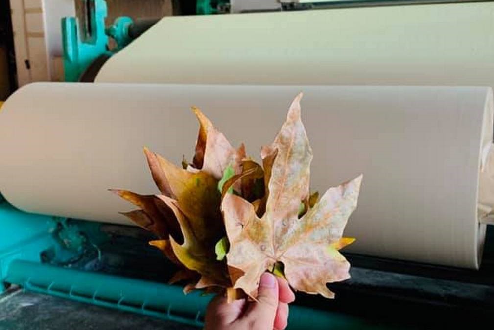 Papel Releaf Feito a Partir de Folhas Caídas