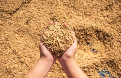 arroz Cultivado em Água Salgada