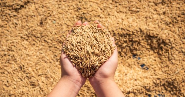 arroz Cultivado em Água Salgada