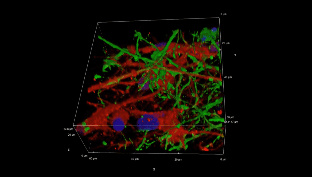 Primeiro tecido cerebral feito em impressora 3D