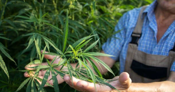 Cannabis e a Engenharia Agrícola e Ambiental