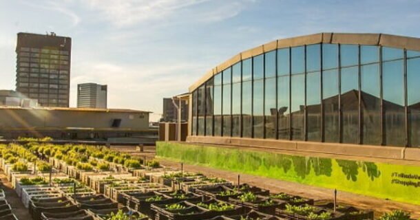 telhados verdes e ilhas de calor