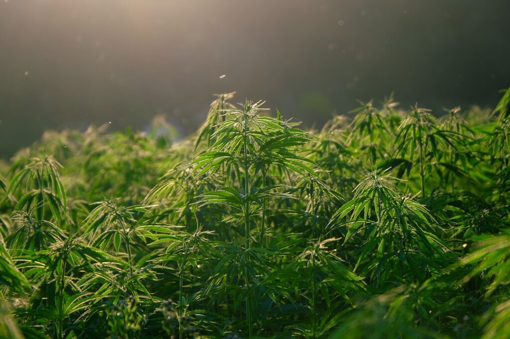 Cannabis e a Engenharia Agrícola e Ambiental