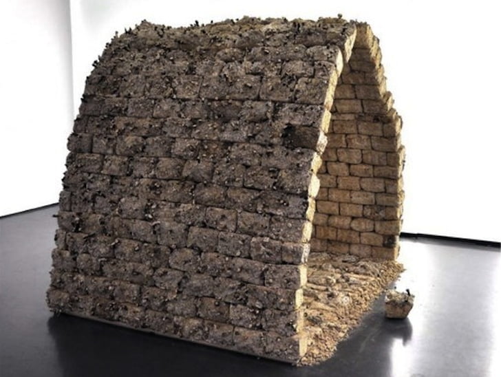 Engenharia vê uso de cogumelos como alternativa sustentável ao concreto cogumelos alternativa ao concreto