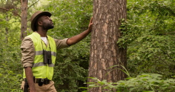 engenheiro florestal