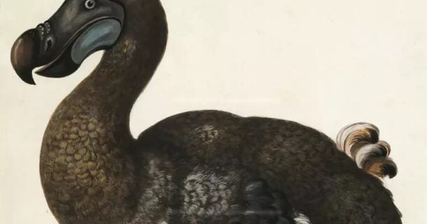 Espécies Extintas - engenharia genética