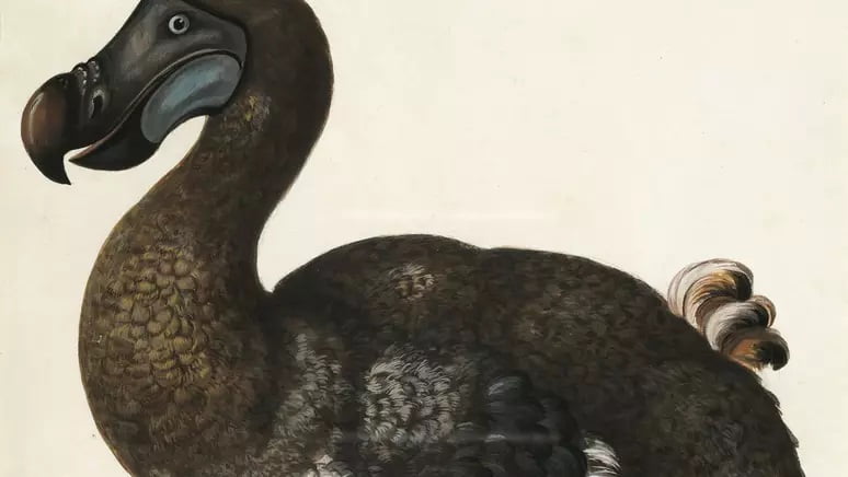 Cientistas Planejam Trazer de Volta Espécies Extintas como Mamutes e Dodôs Espécies Extintas - engenharia genética