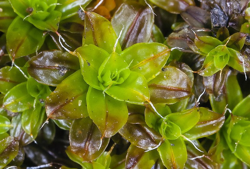 Missão Marte - planta da Terra e colonização espacial