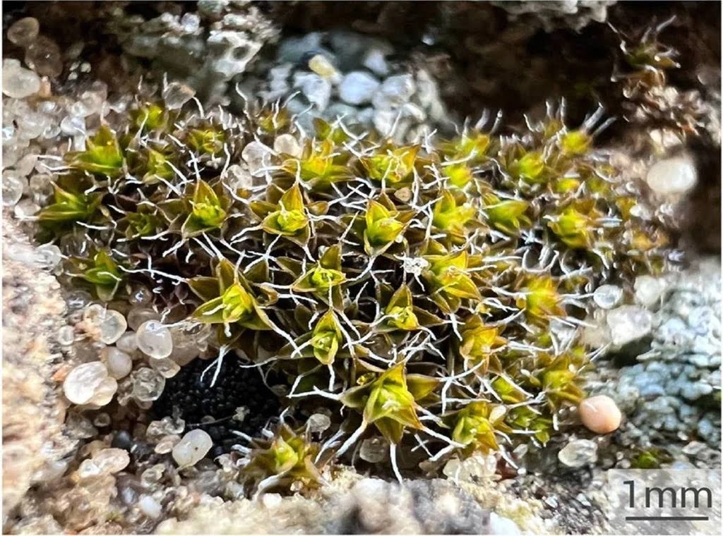 Missão Marte - planta da Terra e colonização espacial