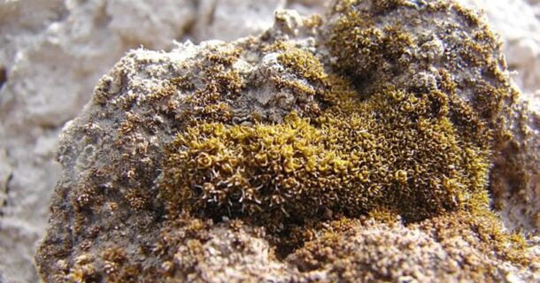 Missão Marte - planta da Terra e colonização espacial