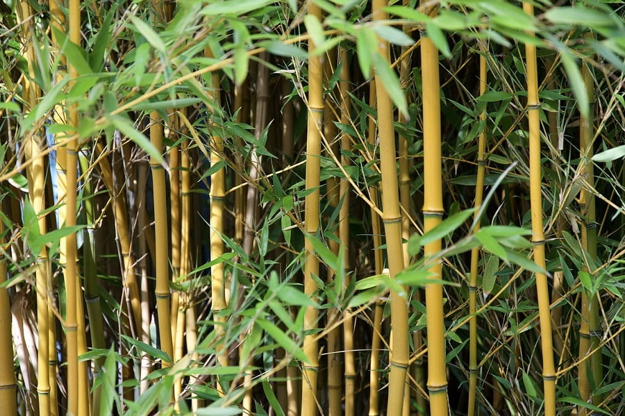 andaimes de bambu