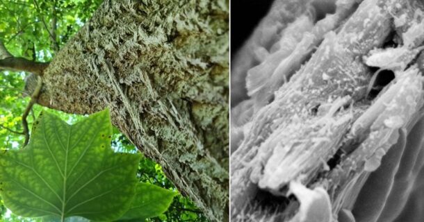 madeira de tulipeiras