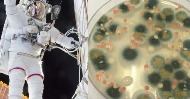 Fungos de Chernobyl - radiação em Marte