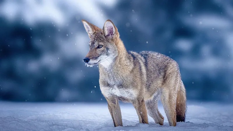 Colossal Biosciences ressuscita o lobo-terrível