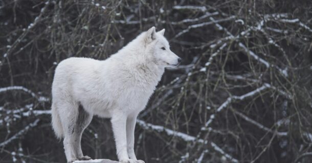 Colossal Biosciences ressuscita o lobo-terrível