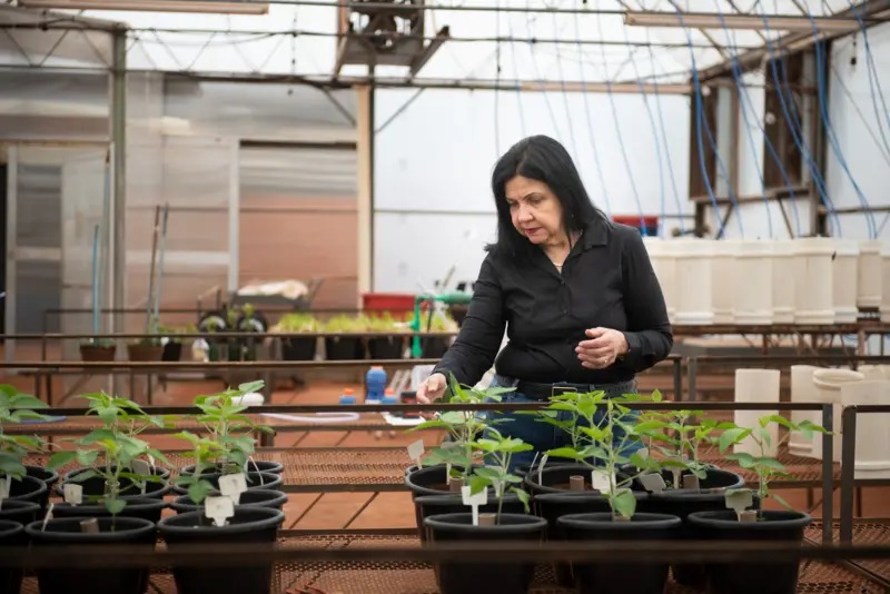 Brasileira vence Nobel da Agricultura com fertilizantes biológicos nobel de engenharia
