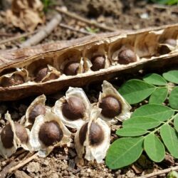 Água Limpa sem Químicos? Esta Planta Brasileira Remove 98% dos Microplásticos sementes de moringa contra microplásticos