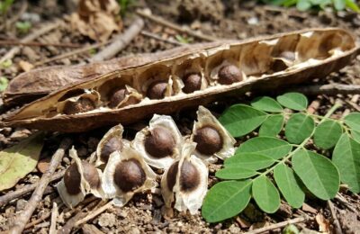 sementes de moringa contra microplásticos