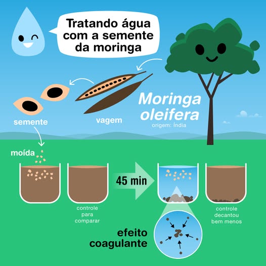 Água Limpa sem Químicos? Esta Planta Brasileira Remove 98% dos Microplásticos sementes de moringa contra microplásticos